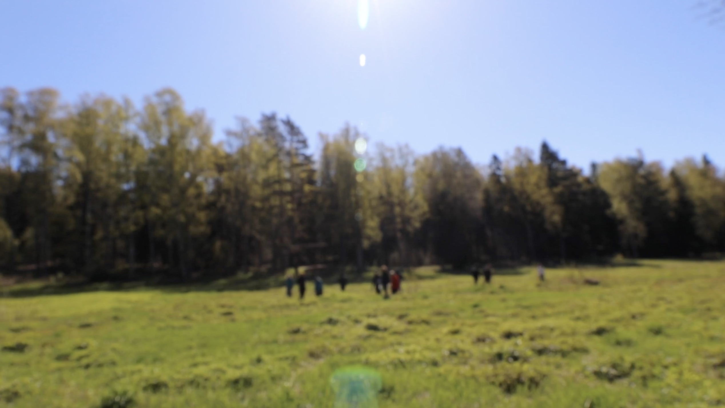 Gathering Herbs in a Finnish Field